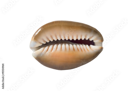 Konstfotografi the sea shell
