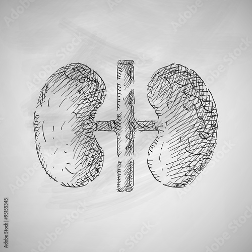 kidneys icon