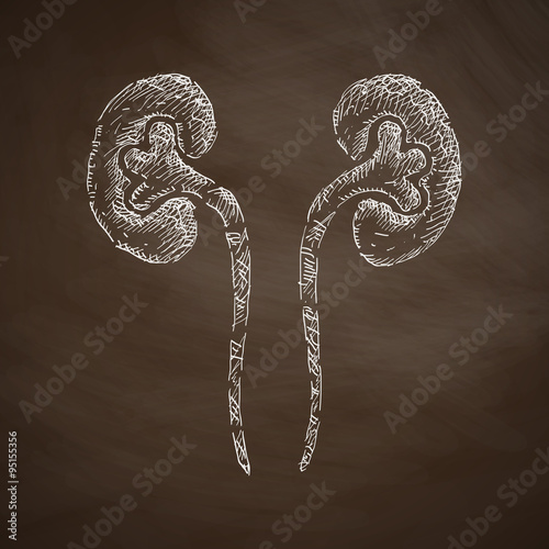 kidneys icon