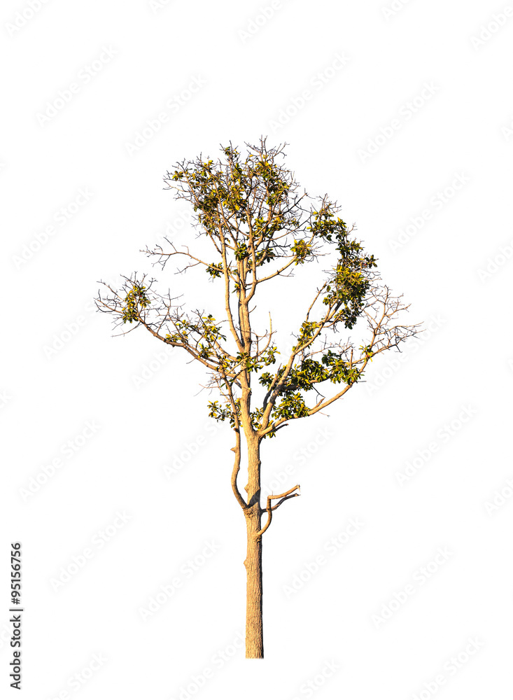 tropical tree tropical tree