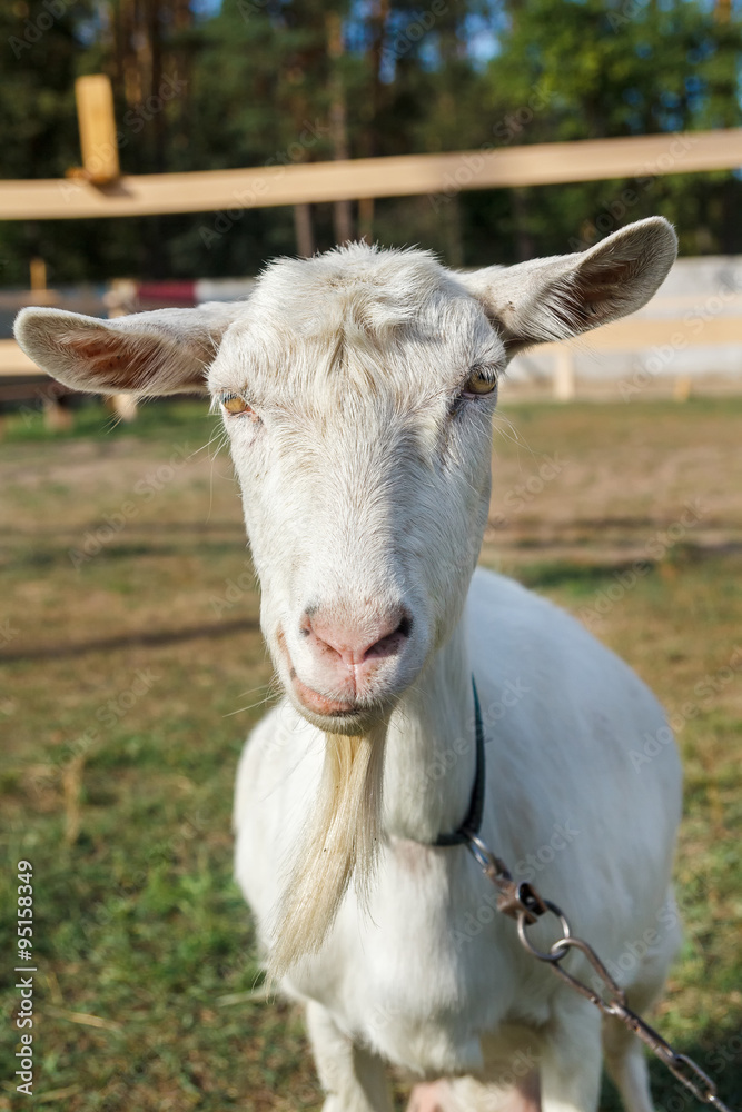 Goat, close-up portrait. Courtyard. sunny day Goat, close-up portrait. Courtyard. sunny day