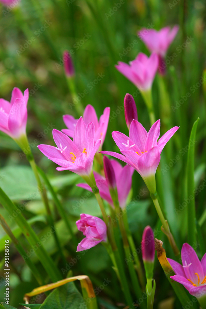 Beautiful rain lily flower. Zephyranthes Lily ,Fairy Lily, Littl Beautiful rain lily flower. Zephyranthes Lily ,Fairy Lily, Littl