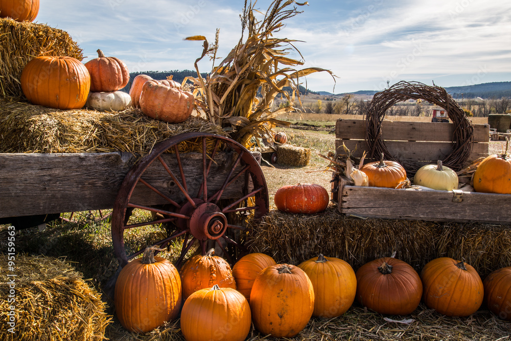 Konstfotografi Pumpkin patch for halloween