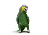 Parrot walking and dancing over white