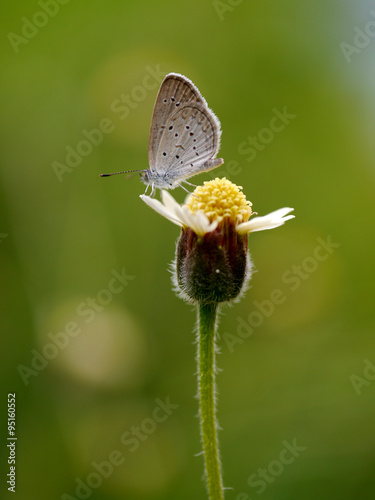 Butterfly name "Pale Grass Blue (Zizeeria maha)" on a leaves.