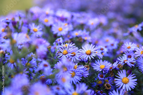 small purple asters wildflowers background photo