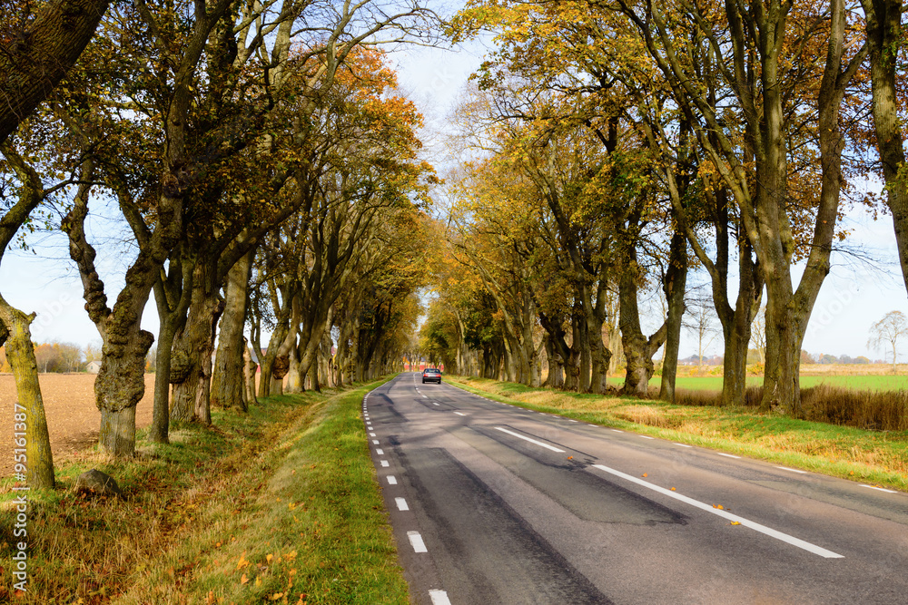 Tree avenue