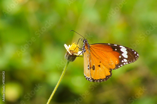 Butterfly name "Red Lacewing" on a grass flower. (Cethosia bibli © noppharat