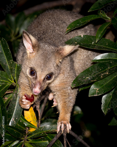 brush-tail possum