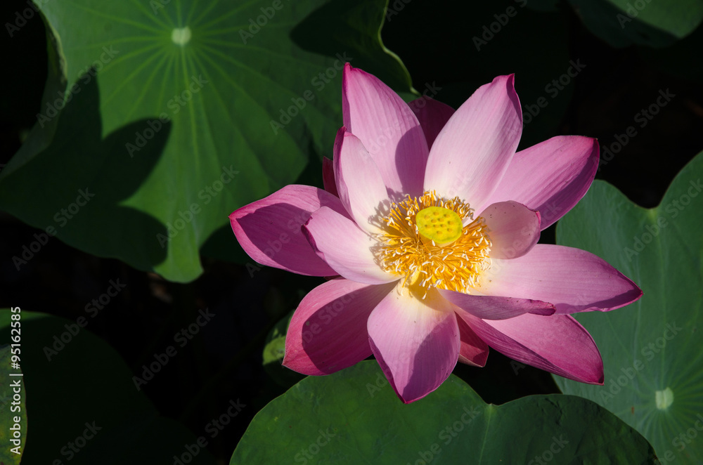 Pink lotus flower blooming in pond Pink lotus flower blooming in pond