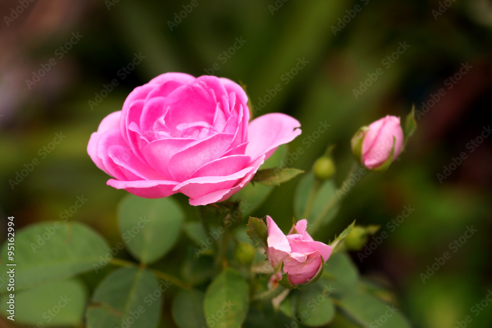 Pink roses for extraction of essential oils. (Rosa damascena) Pink roses for extraction of essential oils. (Rosa damascena)