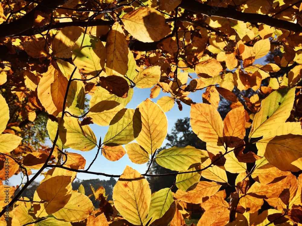 Goldener Herbst mit Herbstlaub