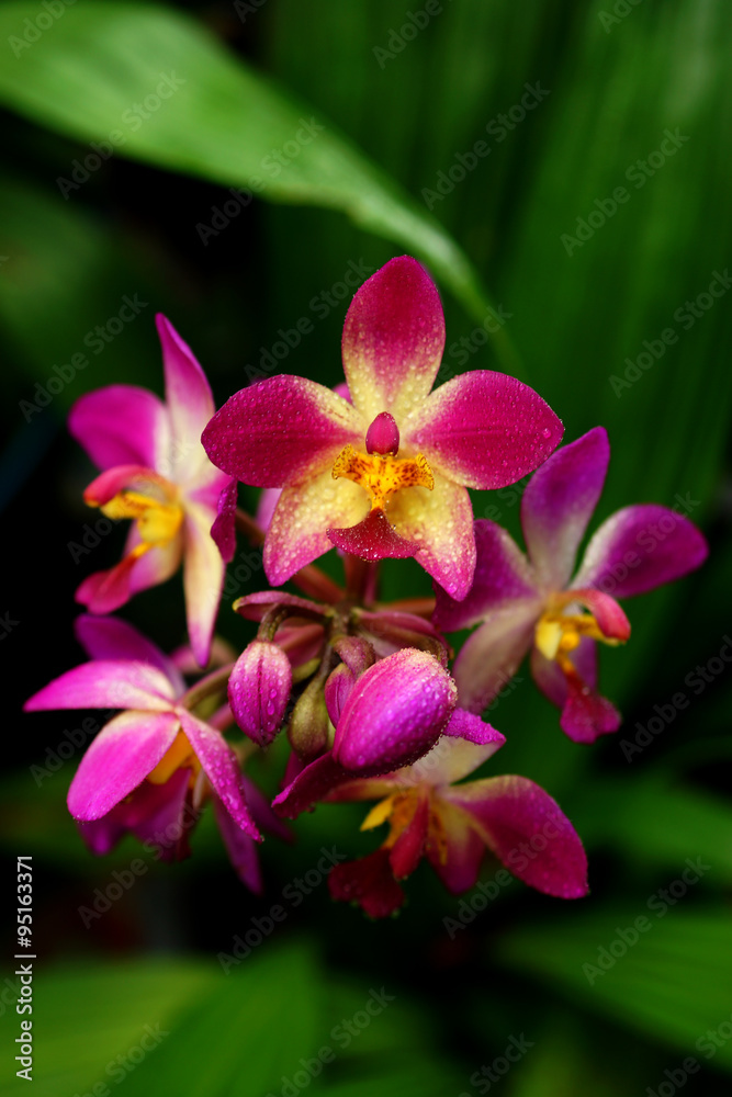 ground orchid flowers in the tropical rain forest ground orchid flowers in the tropical rain forest