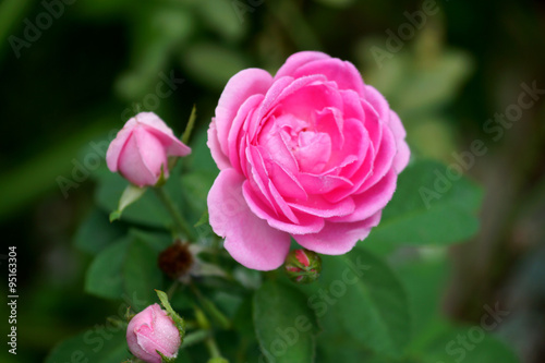 Pink roses for extraction of essential oils.  Rosa damascena 