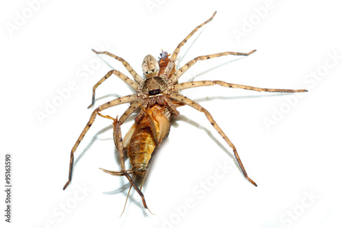 Schilderij op canvas Long legs spider.