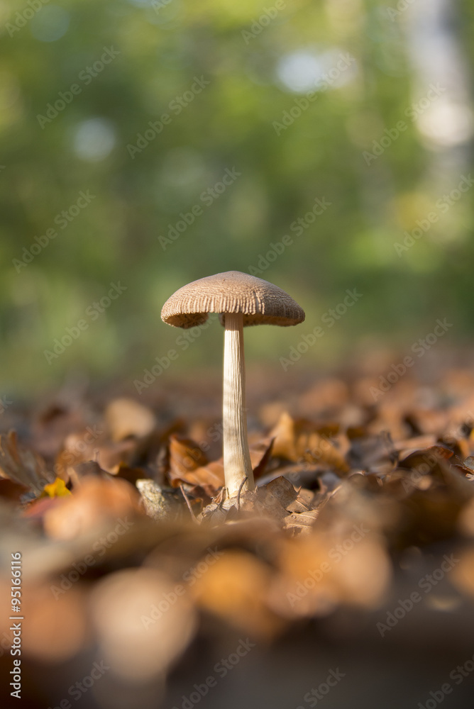 champignon