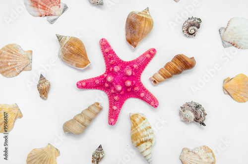 Plate full of seashells isolated on a white background