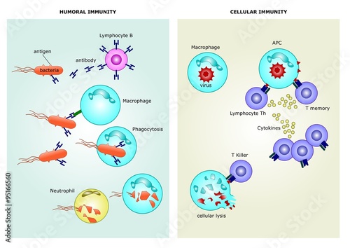Le due principali suddivisioni del sistema immunitario: immunità umorale e immunità cellulare
