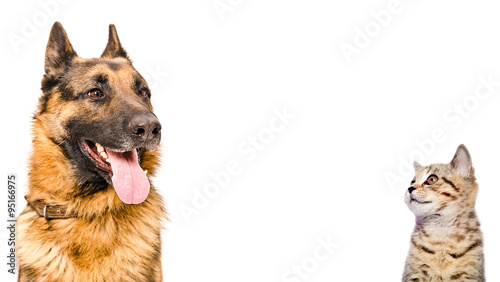 Fototapeta Naklejka Na Ścianę i Meble -  Portrait of a German shepherd and a kitten Scottish Straight