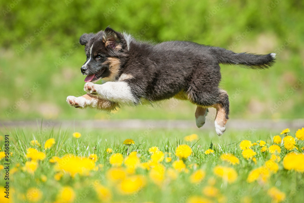 Australian shepherd puppy playing on the field with dandelions Australian shepherd puppy playing on the field with dandelions