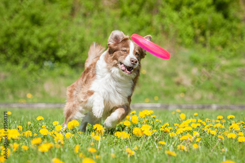 Australian shepherd dog catching a disc photo