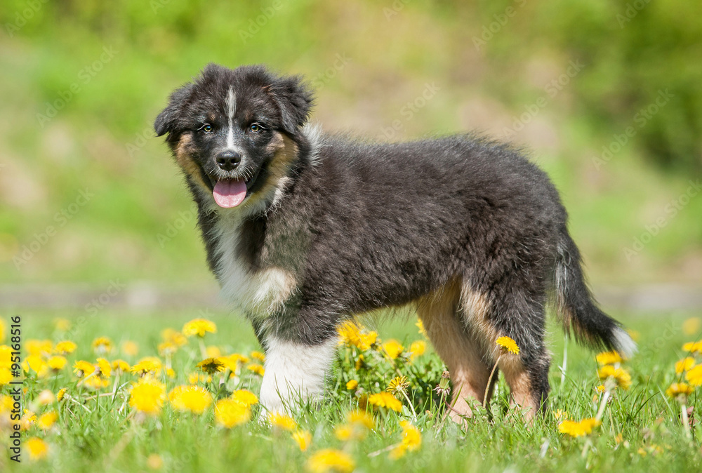 Fototapeta premium Australian shepherd puppy on the field with dandelions