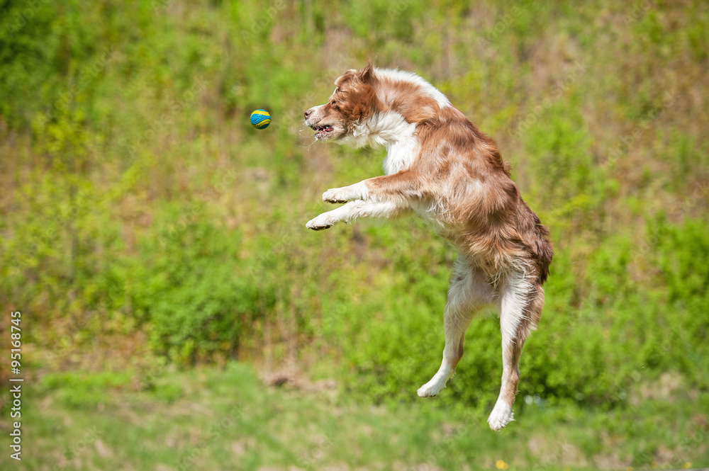 Australian shepherd dog jumps in the air to catch a ball Australian shepherd dog jumps in the air to catch a ball