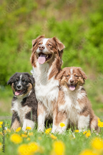 Family of australian shepherd dogs sitting on the field with dandelions