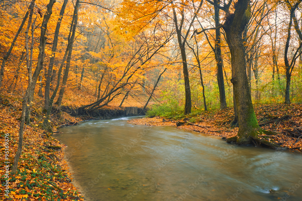 Flowing stream on colorful autumn forest