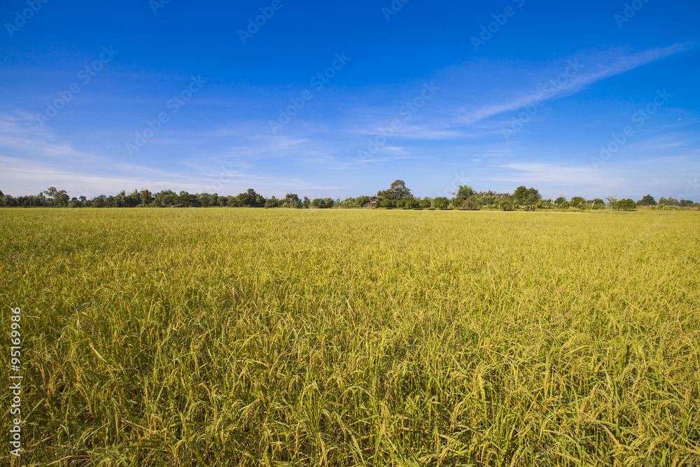 The rice grains harvested.