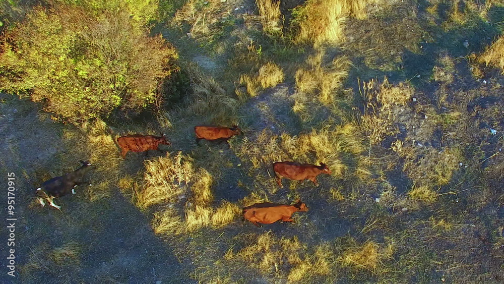 A Herd of Cows on Casture at Sunset in Autumn. Aerial Survey A Herd of Cows on Casture at Sunset in Autumn. Aerial Survey