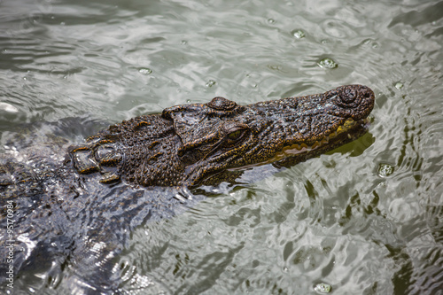 water bodies on the Crocodile Farm in Dalat.