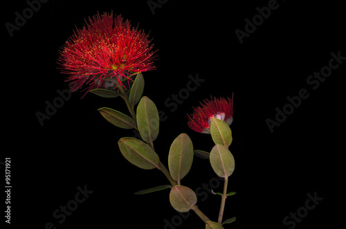 Pohutukawa flowers photographed in a flat bed scanner. 