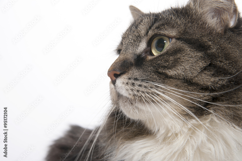 Portrait of a cat closeup..