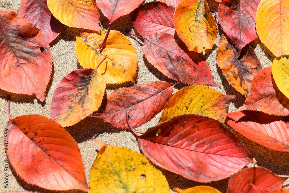 落ち葉のテクスチャ/「紅葉イメージ」や「秋イメージ」等の背景用素材として使用できる写真です。 落ち葉のテクスチャ/「紅葉イメージ」や「秋イメージ」等の背景用素材として使用できる写真です。