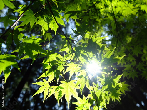 森 紅葉 新緑 見上げる 光
