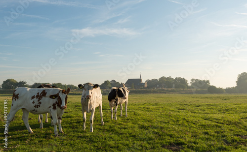 Young cows early in the summer morning © Ruud Morijn
