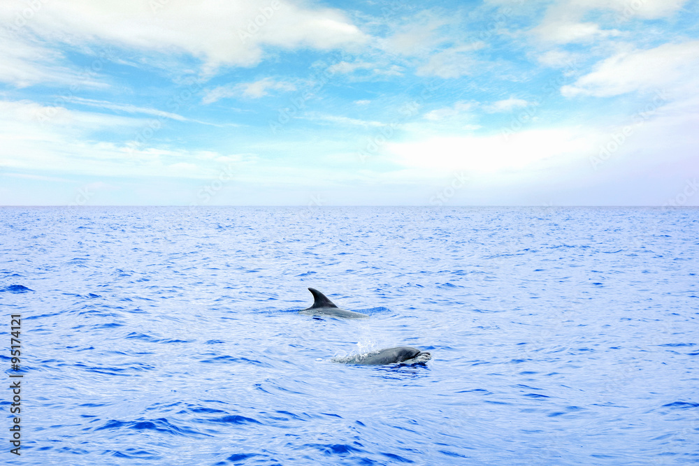 Fototapeta premium Dolphins