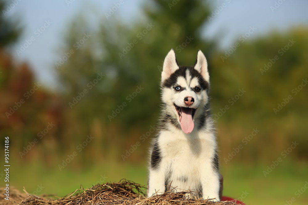 puppy husky with raznocvetnye eyes puppy husky with raznocvetnye eyes