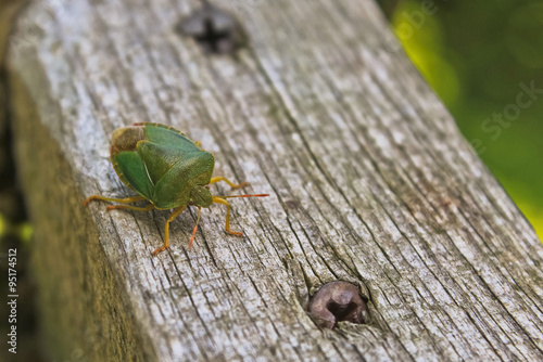 Green stink bug on wooden handrail with screws