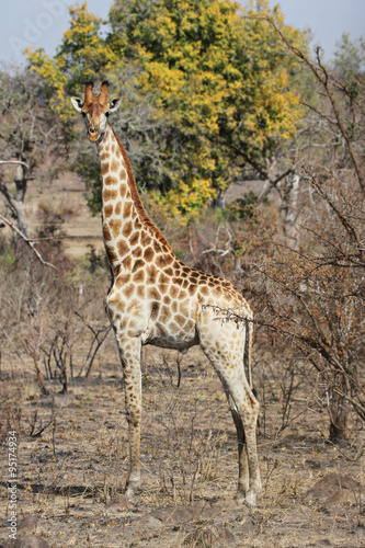 a wild giraffe