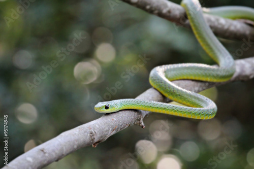 african boomslang (tree snake; Dispholidus typus) photo