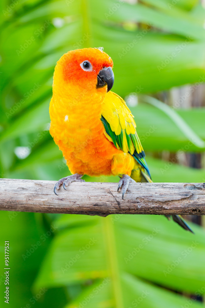 beautiful parrot,sun conure
