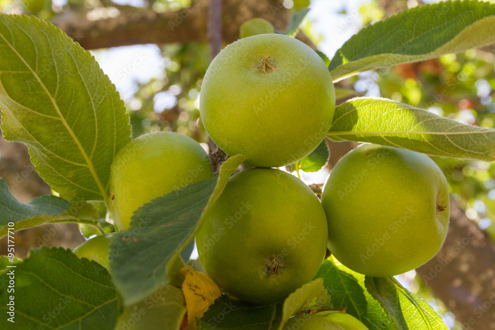 Apple hanging from a branch apple surrounded by leaves Apple hanging from a branch apple surrounded by leaves