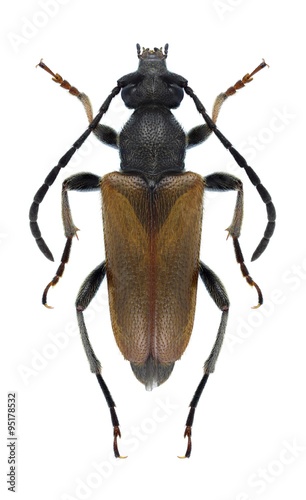 Beetle Pseudovadonia livida bicarinata