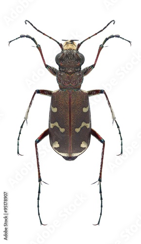 Beetle Cicindela soluta photo