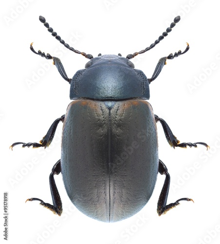 Beetle Chrysolina marginata