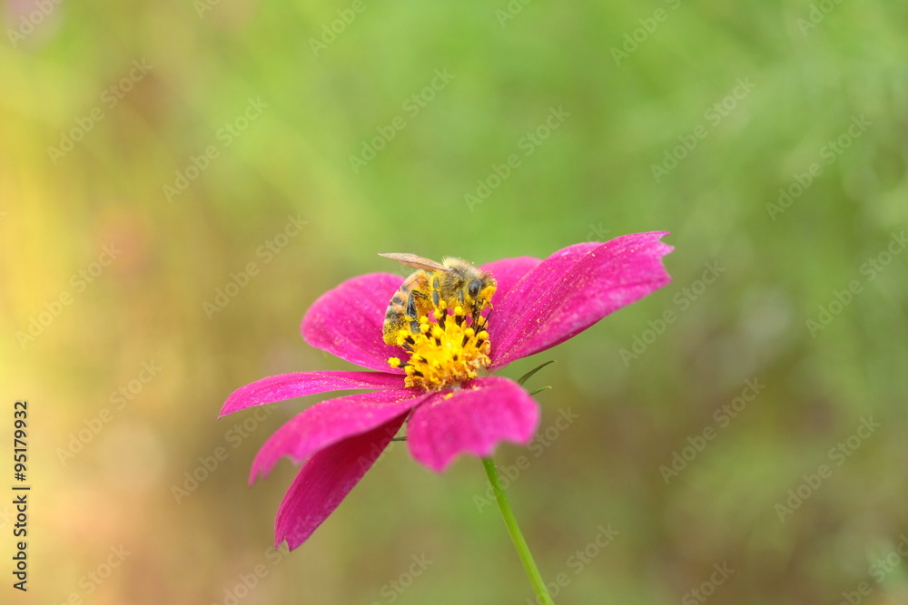コスモスと蜂 コスモスと蜂
