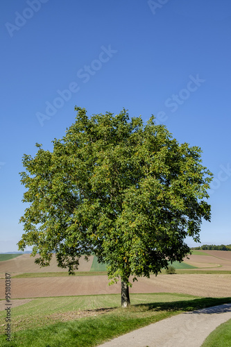 Echte Walnuss (Juglans regia) photo