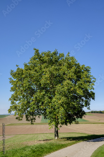 Echte Walnuss (Juglans regia)